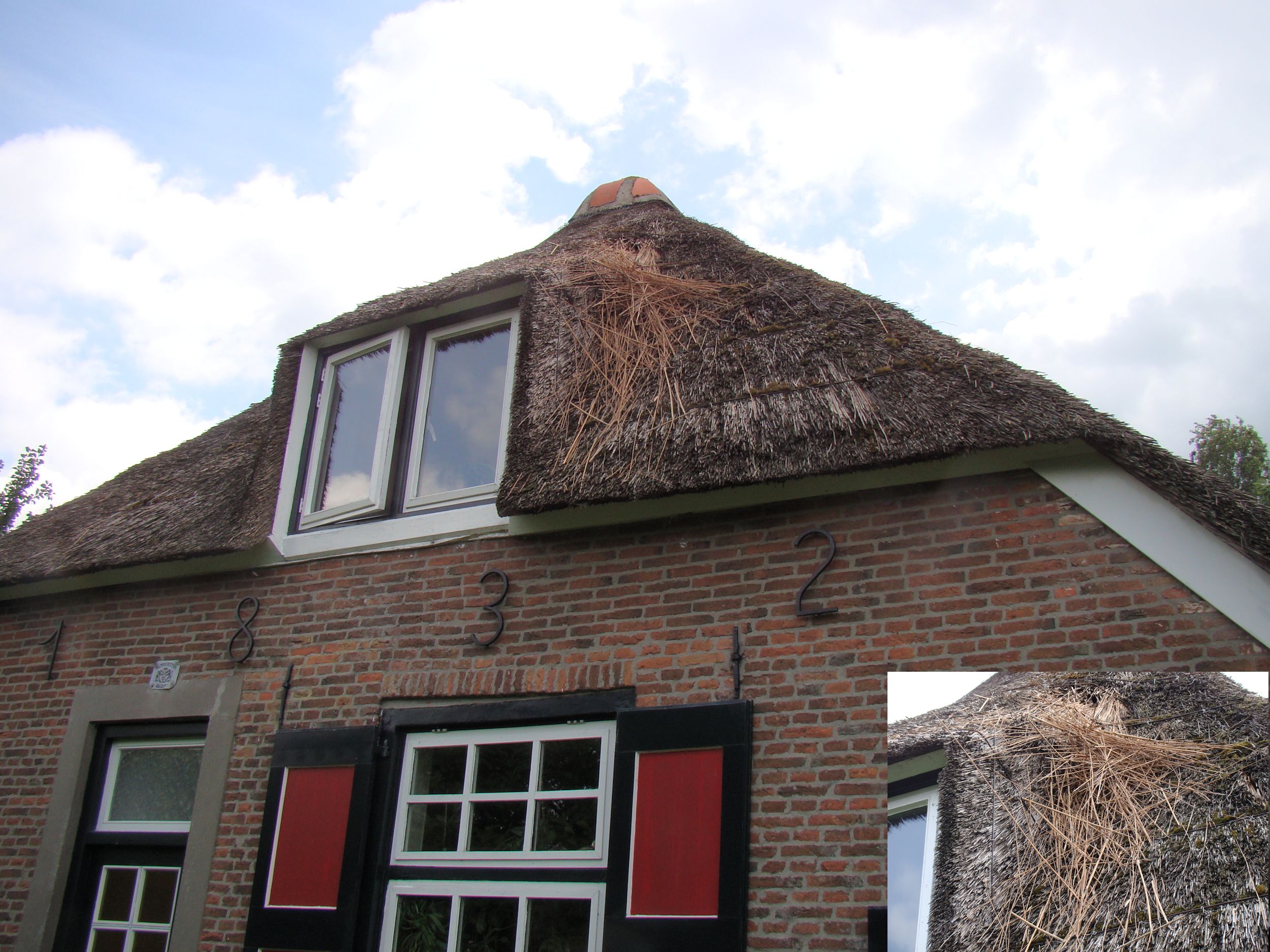 Wespen, wespendief en rietendak